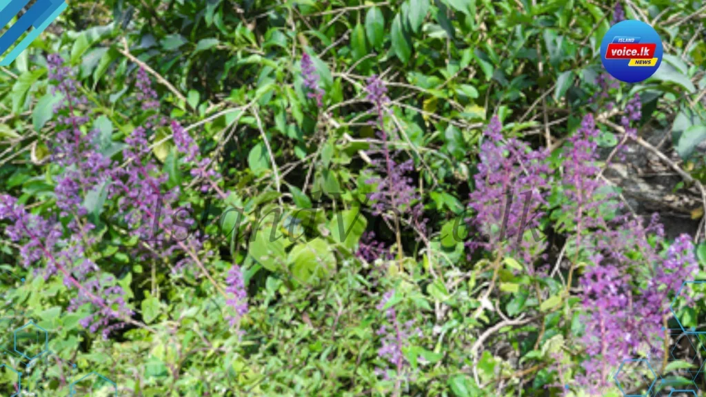 ශ්‍රී ලංකාවෙන් ලෝකෙට අලුත් ශාකයක්